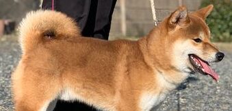 譲渡犬のお知らせ
