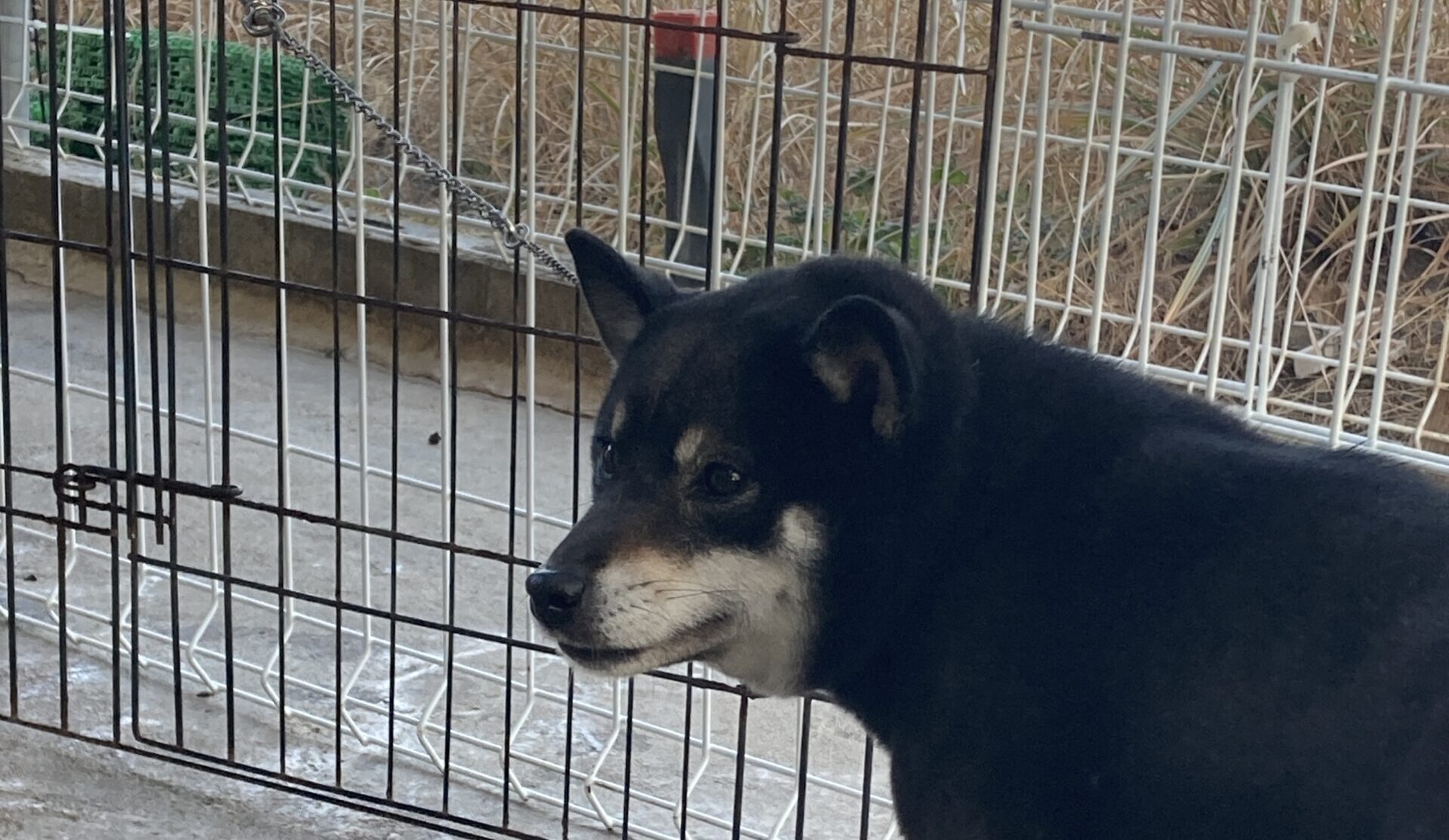 黒柴の忍さんも交配しました。